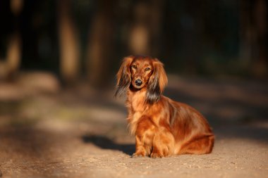 köpek doğurmak dachshund