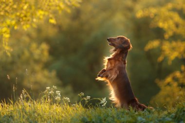 köpek doğurmak dachshund
