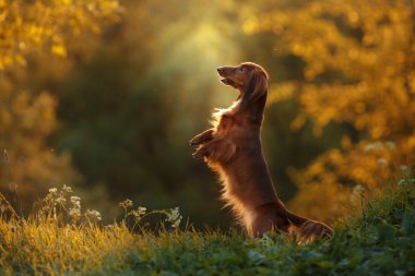 köpek doğurmak dachshund