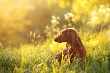 köpek doğurmak dachshund