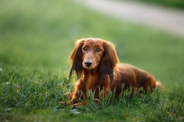 köpek doğurmak dachshund