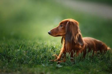 köpek doğurmak dachshund