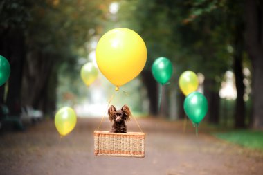 Uçan köpek sepeti balon üzerinde. Parkta niteliğine küçük evde beslenen hayvan