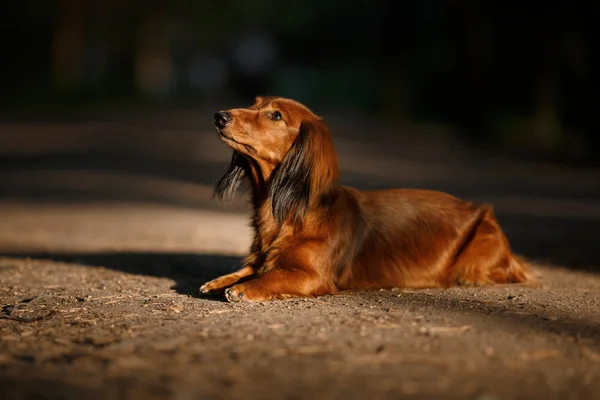 Raça cão dachshund — Fotografia de Stock