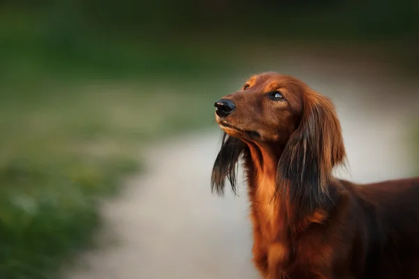 Порода собак Dachshund — стоковое фото