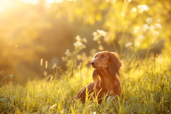 Raza de perro Dachshund —  Fotos de Stock