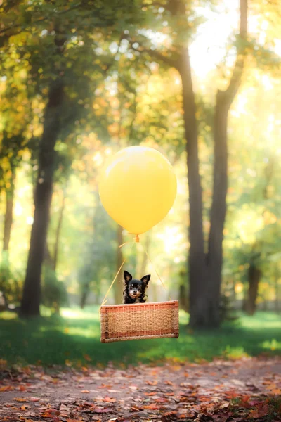 Perro volador en el globo en la canasta. Pequeña mascota en la naturaleza en el parque —  Fotos de Stock