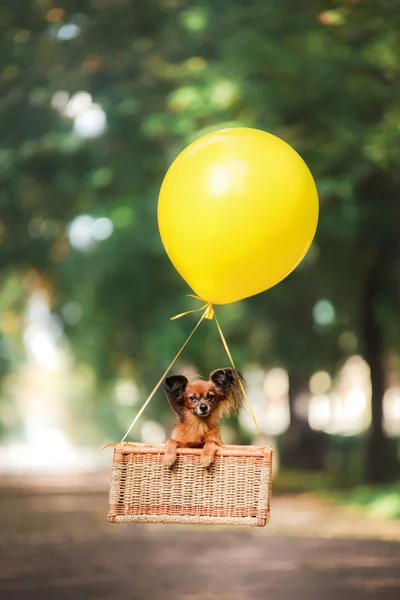 Flying dog on the balloon in the basket . Little pet on the nature in the park — Stock Photo, Image