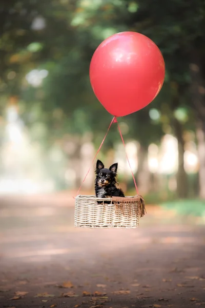 Perro volador en el globo en la canasta. Pequeña mascota en la naturaleza en el parque — Foto de Stock