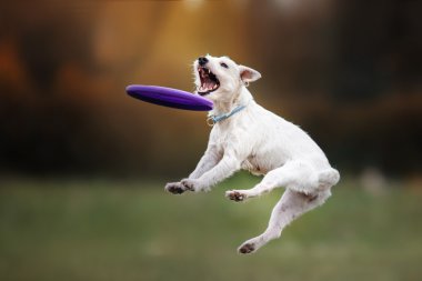Köpek frizbi atlamada yakalamak