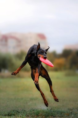 Köpek frizbi atlamada yakalamak