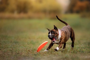 Köpek frizbi atlamada yakalamak