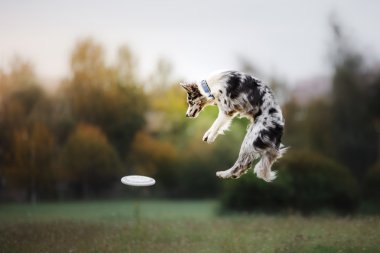 Köpek frizbi atlamada yakalamak