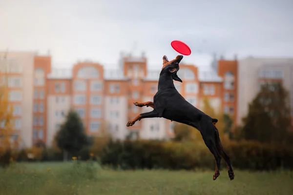 Anjing menangkap frisbee saat melompat. — Stok Foto