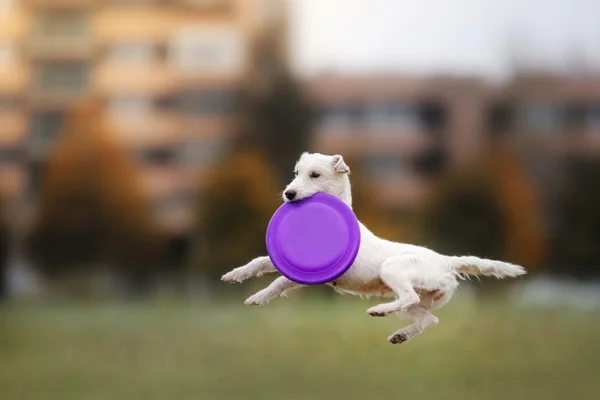 Hund som fanger frisbee i hopp – stockfoto