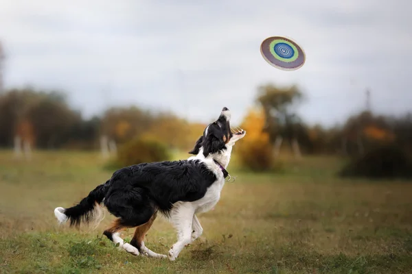 Chien attrapant frisbee en saut — Photo