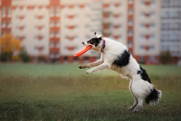 Hund fängt Frisbee im Sprung — Stockfoto
