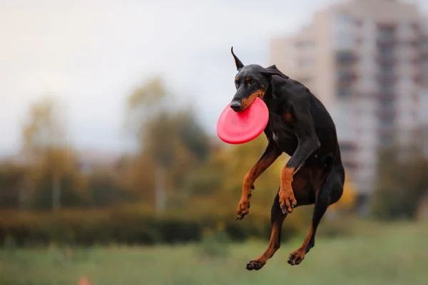 Hond frisbee vangen in-stap-springen — Stockfoto