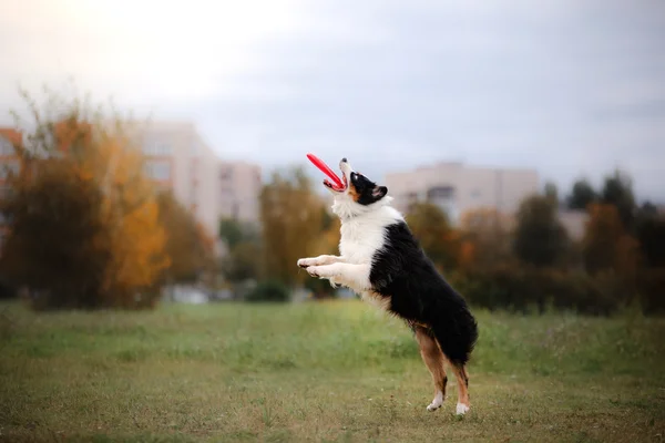 Chien attrapant frisbee en saut — Photo