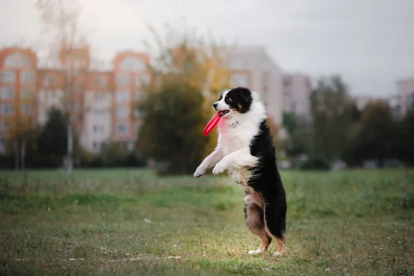 Kutya gyönyörködtető frisbee, ugrás — Stock Fotó