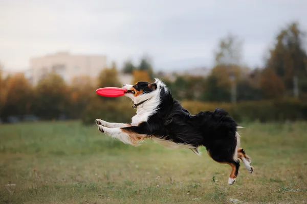 Dog catching frisbee in jump