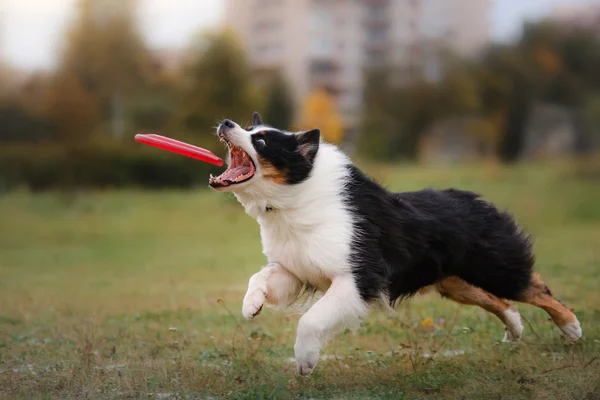 Cão captura frisbee no salto — Fotografia de Stock