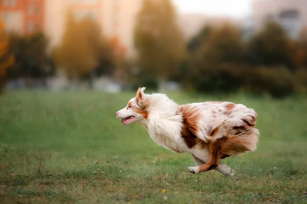 Собака ловит фрисби в прыжке — стоковое фото