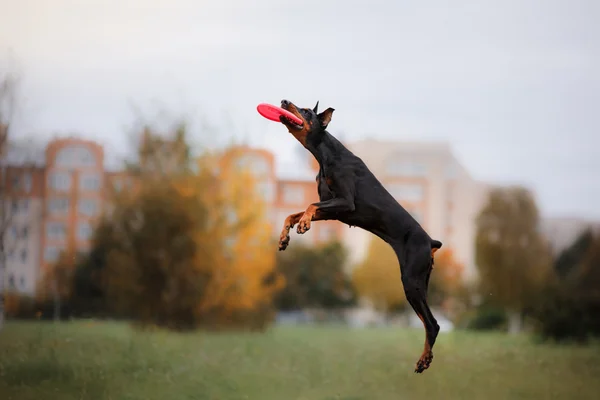 Hund fånga frisbee i hopp — Stockfoto