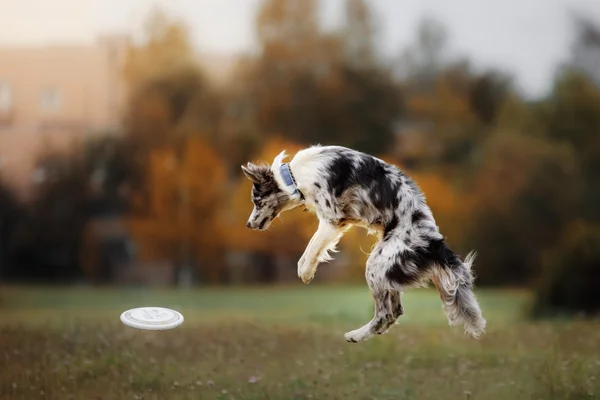 Hund fånga frisbee i hopp — Stockfoto