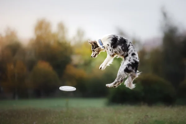 Hund fånga frisbee i hopp — Stockfoto