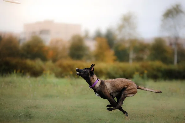 Hund fängt Frisbee im Sprung — Stockfoto