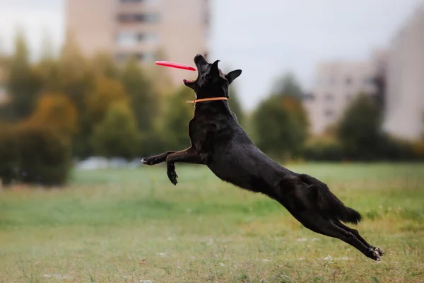 Собака ловит фрисби в прыжке — стоковое фото