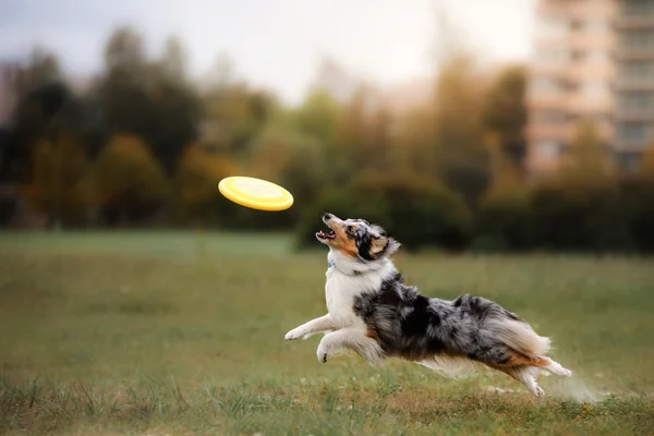 ジャンプでフリスビーをキャッチする犬 — ストック写真