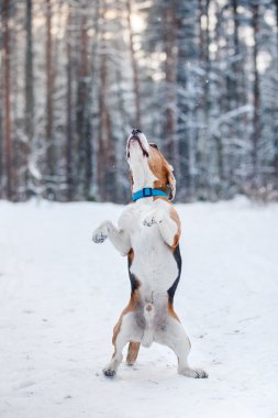 Köpek doğurmak kış ormanda yürüyüş Beagle
