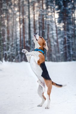 Köpek doğurmak kış ormanda yürüyüş Beagle