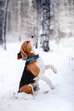 Köpek doğurmak kış ormanda yürüyüş Beagle