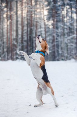 Köpek doğurmak kış ormanda yürüyüş Beagle