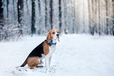 Köpek doğurmak kış ormanda yürüyüş Beagle