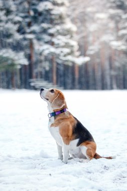 Köpek doğurmak kış ormanda yürüyüş Beagle