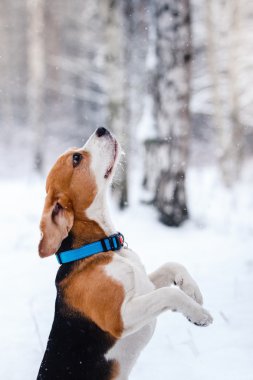 Köpek doğurmak kış ormanda yürüyüş Beagle