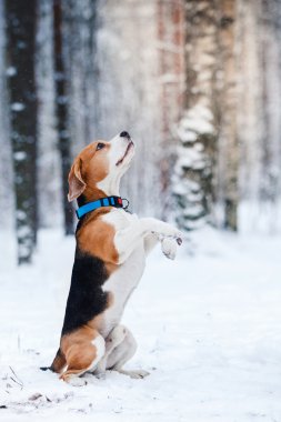 Köpek doğurmak kış ormanda yürüyüş Beagle