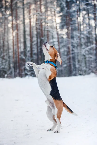 Raza de perros Beagle caminando en el bosque de invierno — Foto de Stock