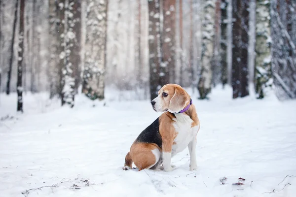 Razza di cane Beagle che cammina nella foresta invernale — Foto Stock