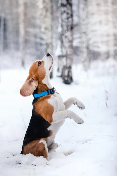 Raza de perros Beagle caminando en el bosque de invierno — Foto de Stock