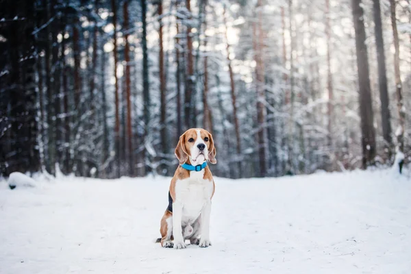 Pies rasy Beagle spaceru w lesie zimą — Zdjęcie stockowe