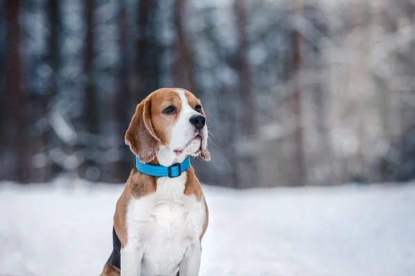 Pies rasy Beagle spaceru w lesie zimą — Zdjęcie stockowe