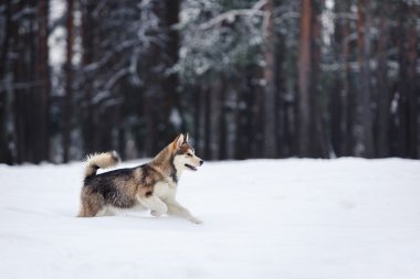Köpek doğurmak Siberian dış yapraklar bir karlı üzerinde çalışan
