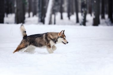 Köpek doğurmak Siberian dış yapraklar bir karlı üzerinde çalışan