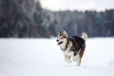 Köpek doğurmak Siberian dış yapraklar bir karlı üzerinde çalışan