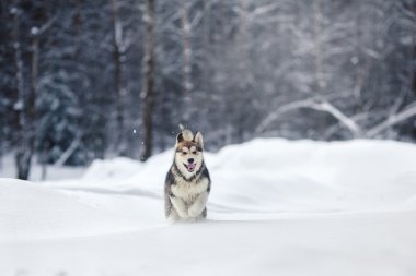 Köpek doğurmak Siberian dış yapraklar bir karlı üzerinde çalışan